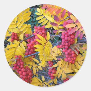 USA, Washington, Western Mountain Ash, Okanogan Classic Round Sticker