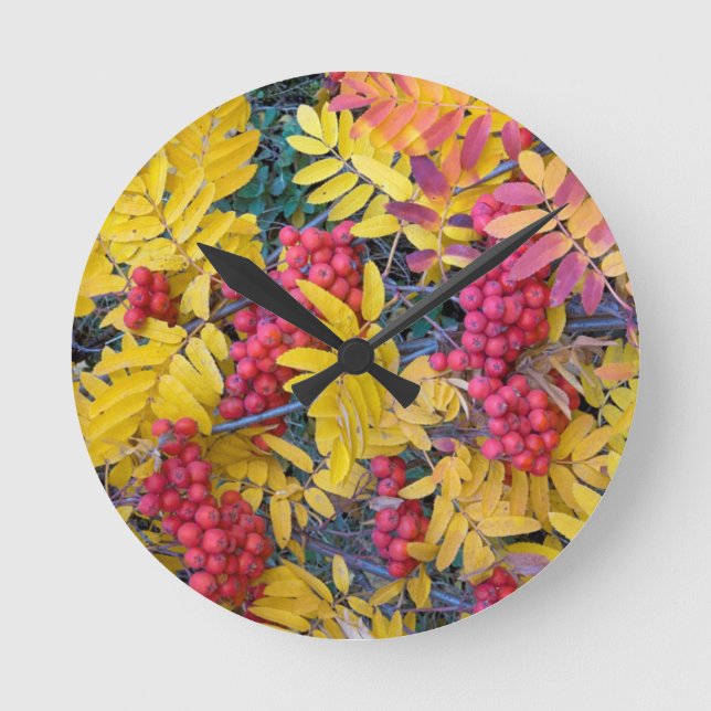 USA, Washington, Western Mountain Ash, Okanogan Round Clock (Front)