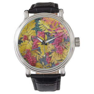 USA, Washington, Western Mountain Ash, Okanogan Watch