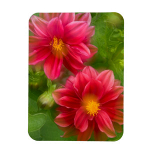 USA, Washington, Whidbey Island. Dahlia montage Magnet