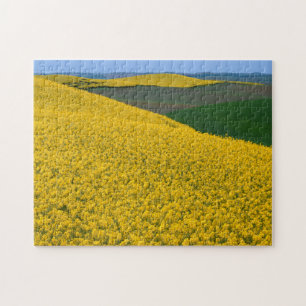 USA, Washington, Whitman County, Palouse, Canola Jigsaw Puzzle