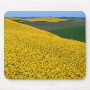 USA, Washington, Whitman County, Palouse, Canola Mouse Pad