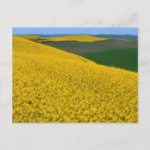 USA, Washington, Whitman County, Palouse, Canola Postcard