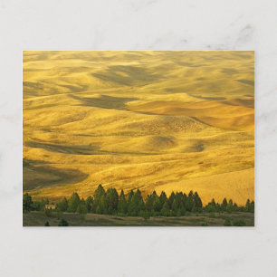USA, Washington, Whitman County, Palouse, Wheat Postcard