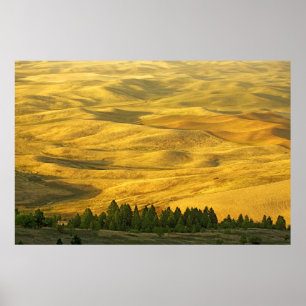 USA, Washington, Whitman County, Palouse, Wheat Poster