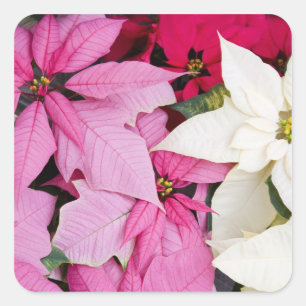 USA, Washington, Woodinville, Molbak's Nursery, 2 Square Sticker