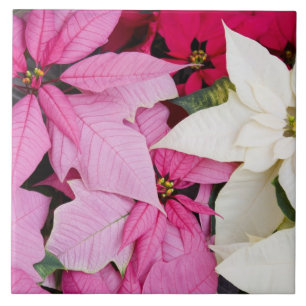 USA, Washington, Woodinville, Molbak's Nursery, 2 Tile