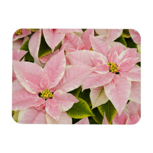 USA, Washington, Woodinville, Molbak's Nursery, 4 Magnet