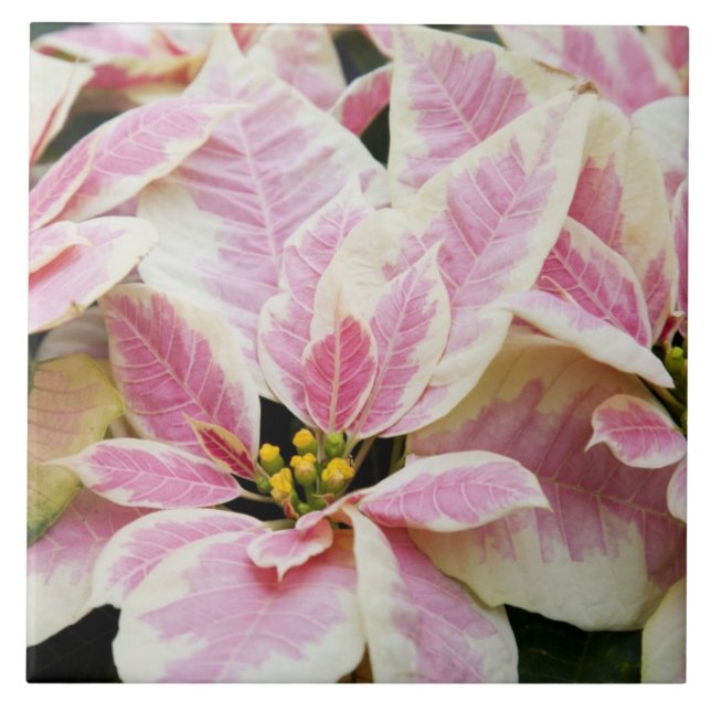 USA, Washington, Woodinville, Molbak's Nursery, Tile (Front)