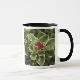 USA, Washington, Woodinville, Sedum flower Mug