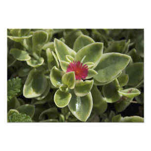 USA, Washington, Woodinville, Sedum flower Photo Print