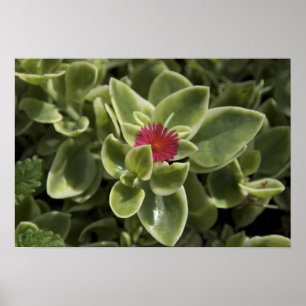 USA, Washington, Woodinville, Sedum flower Poster