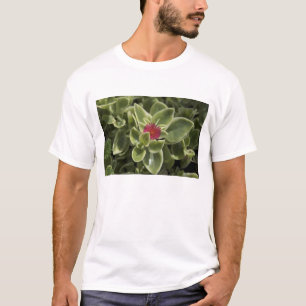 USA, Washington, Woodinville, Sedum flower T-Shirt