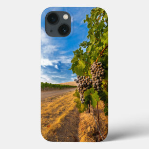 USA, Washington, Yakima Valley. Merlot Grapes iPhone 13 Case
