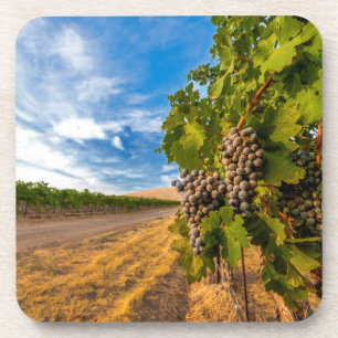 USA, Washington, Yakima Valley. Merlot Grapes Coaster