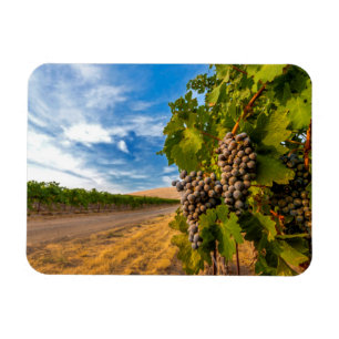 USA, Washington, Yakima Valley. Merlot Grapes Magnet