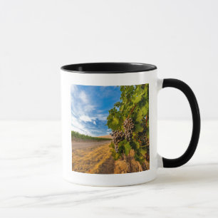 USA, Washington, Yakima Valley. Merlot Grapes Mug