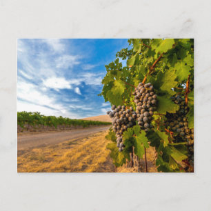USA, Washington, Yakima Valley. Merlot Grapes Postcard