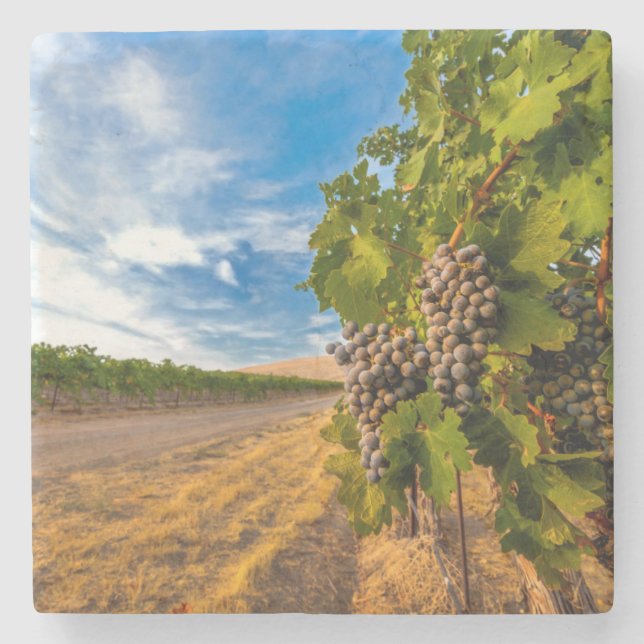 USA, Washington, Yakima Valley. Merlot Grapes Stone Coaster (Front)