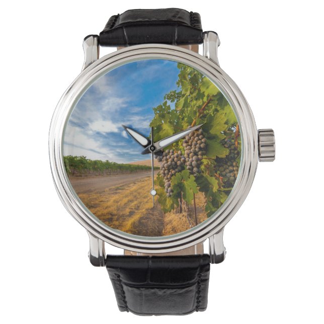 USA, Washington, Yakima Valley. Merlot Grapes Watch (Front)