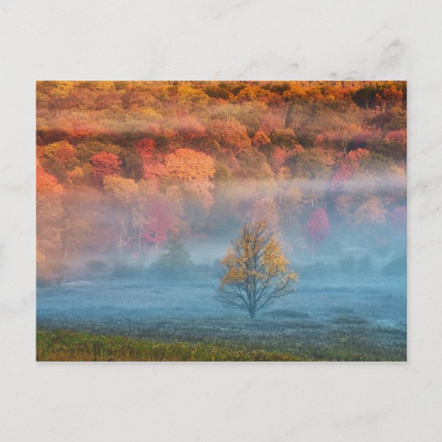 USA, West Virginia, Davis. Misty valley and Postcard (Front)