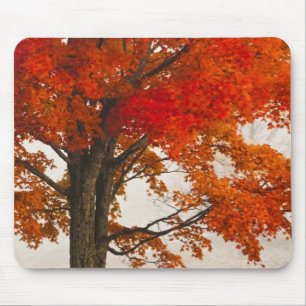 USA, West Virginia, Davis. Red maple in autumn Mouse Pad