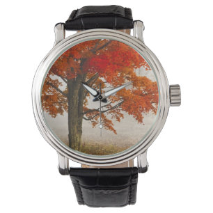 USA, West Virginia, Davis. Red maple in autumn Watch