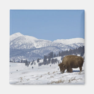USA, WY, Yellowstone NP, American Bison Bison Magnet