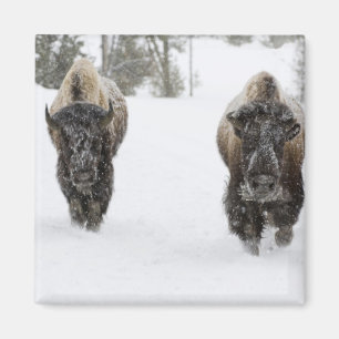 USA, WY, Yellowstone NP, American Bison (Bison Magnet