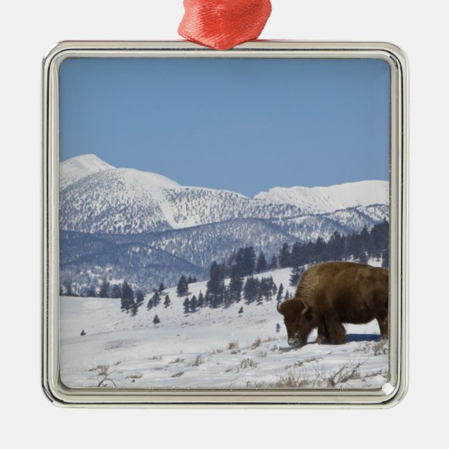 USA, WY, Yellowstone NP, American Bison Bison Metal Ornament (Front)