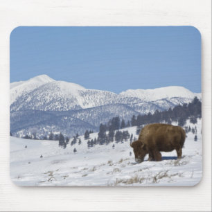 USA, WY, Yellowstone NP, American Bison Bison Mouse Pad