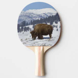 USA, WY, Yellowstone NP, American Bison Bison Ping Pong Paddle
