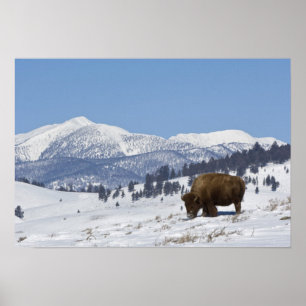 USA, WY, Yellowstone NP, American Bison Bison Poster