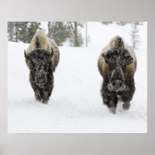 USA, WY, Yellowstone NP, American Bison (Bison Poster