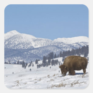 USA, WY, Yellowstone NP, American Bison Bison Square Sticker