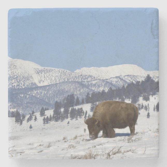 USA, WY, Yellowstone NP, American Bison Bison Stone Coaster (Front)