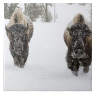 USA, WY, Yellowstone NP, American Bison (Bison Tile