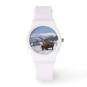 USA, WY, Yellowstone NP, American Bison Bison Watch