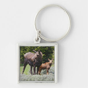USA, Wyoming, Bighorn Mountains, moose Alces Key Ring