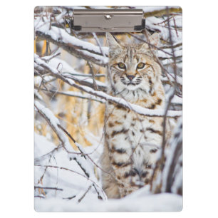 USA, Wyoming, Bobcat Clipboard
