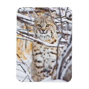 USA, Wyoming, Bobcat Magnet