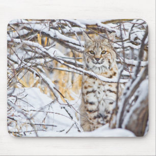 USA, Wyoming, Bobcat Mouse Pad