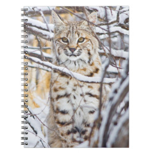 USA, Wyoming, Bobcat Notebook