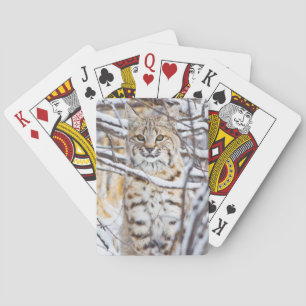 USA, Wyoming, Bobcat Playing Cards