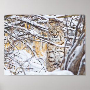 USA, Wyoming, Bobcat Poster