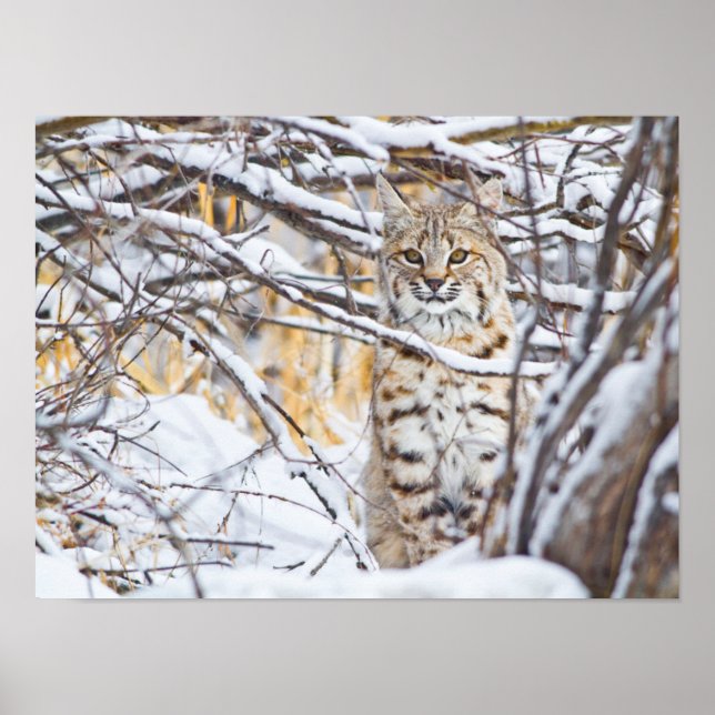 USA, Wyoming, Bobcat Poster (Front)