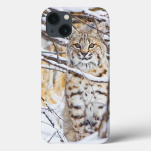 USA, Wyoming, Bobcat sitting in snow-covered iPhone 13 Case