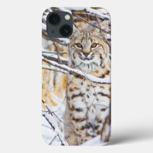 USA, Wyoming, Bobcat sitting in snow-covered iPhone 13 Case