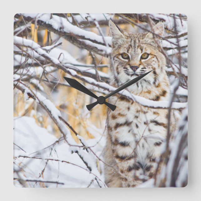 USA, Wyoming, Bobcat Square Wall Clock (Front)