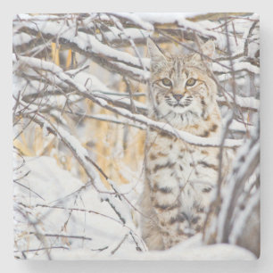 USA, Wyoming, Bobcat Stone Coaster